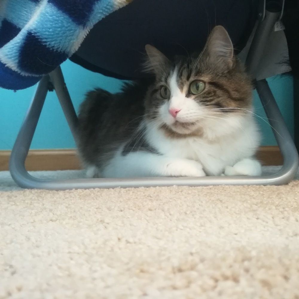 Meet your Posher, Cece